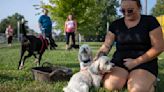 Dog park 'pawp-up' planned at Cochran Park on Tuesday evening