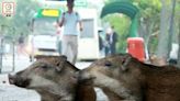 政府將擴大野生動物禁餵區 12.31起範圍覆蓋全香港