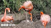 Second Caribbean flamingo egg laid at Cornwall park in five years