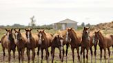 Investigadores argentinos reportaron el primer caso de modificación de sexo en caballos clonados