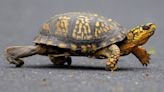 Woman faces charge of trying to smuggle turtles across Vermont lake to Canada by kayak