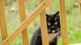 8 Natural Ways to Get Rid of Stray Cats