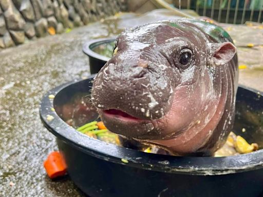 Baby pygmy hippo Moo Deng is Thailand’s latest online sensation. But her keeper is worried about her fame