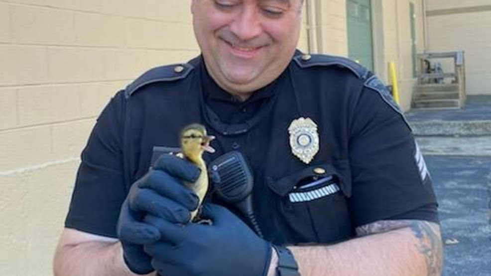 Coventry police and first responders rescue 12 ducklings