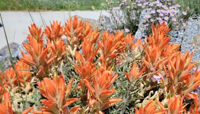 Colorado wildflowers are blooming early, with some areas peaking now