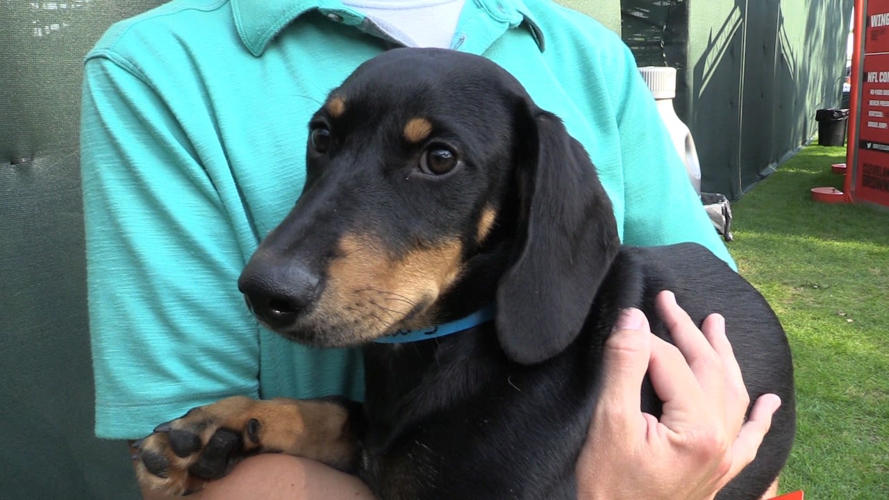 31 puppies find forever homes through 2024 Browns training camp