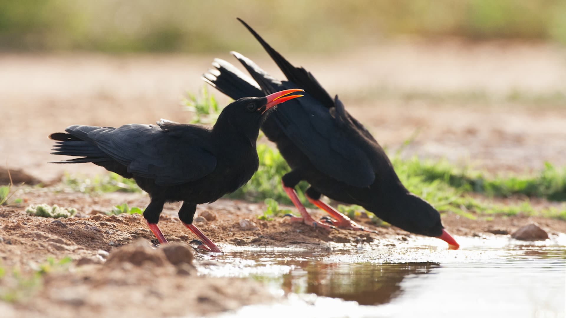 Rare bird breeds for first time since 200-year absence: 'It was amazing that they bred so soon'