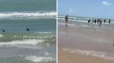 Tiburón ataca a cuatro personas en Isla del Padre en Texas