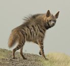 Striped hyena