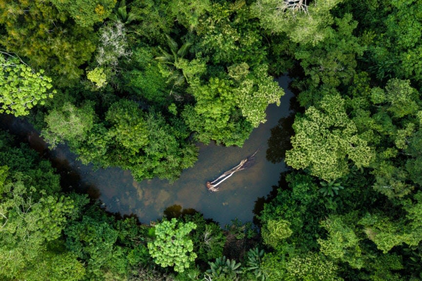 Watch: Tallest Tree House In The World In Middle Of Amazon Rainforest, Even Elon Musk Thinks This Is 'Cool'