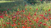 Of The Land to host 'Pop Up in the Poppies' concert and picnic June 6