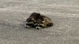 Baby raccoons taken to Conservancy of SWFL after being found on Naples Airport ramp