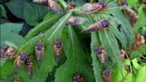 See cicadas? Use this app to report them