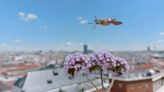 La belleza de un instante: el de una esfinge colibrí libando de una de las plantas de la terraza de la SER