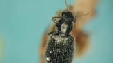These tiny invasive bugs are devastating hemlocks in Nova Scotia