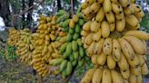 Top Banana: America’s Favorite Fruit Confronts An Uncertain Future