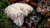 Should You Be Taking Lion's Mane Mushrooms for Your Health?