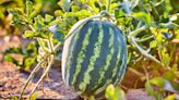 How Many Watermelons Per Plant Can You Grow? 8 Tips for Maximizing Your Harvest