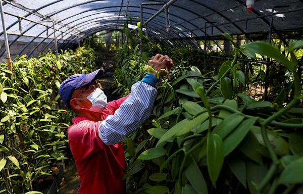 Taiwan denounces China for discontinuing tariff exemptions on farm goods - BusinessWorld Online