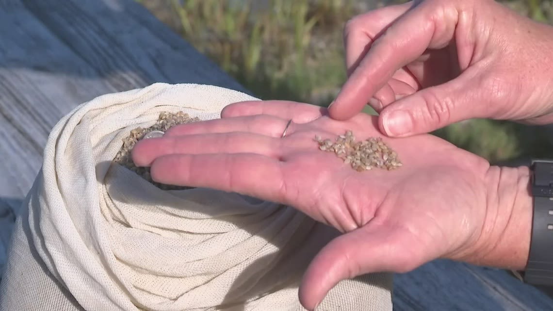 Mission Clam-possible: Drones drop clams into Florida waterways to restore rivers