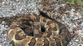 Hisssss! Rattlesnake captured in Withers Park in Wytheville