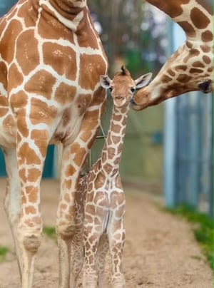 Busch Gardens celebrate World Giraffe Day with news of baby giraffe birth