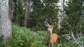 Poacher shoots pregnant deer with arrow, leaves it to die slowly, Washington cops say