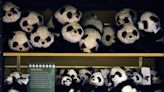 China Resumes Panda Diplomacy With Two Bears Headed to DC