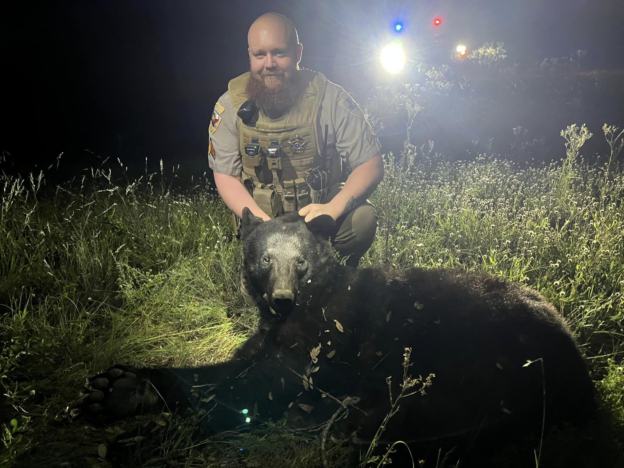 Black bear hit and killed by vehicle on Texas highway