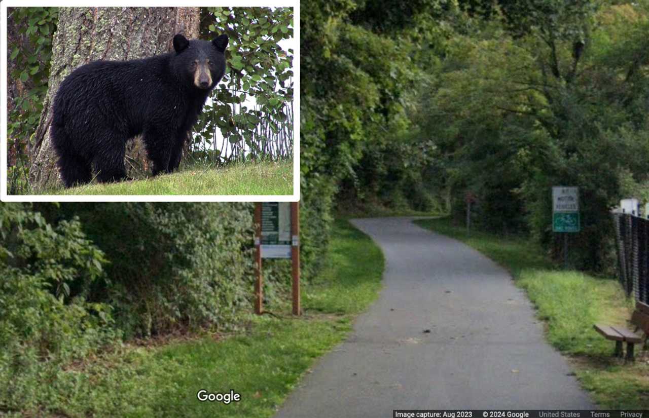 Large Black Bear Spotted Near North County Trailway In Millwood