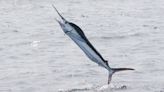 Fisherman catches a white marlin worth a staggering $4.5 million