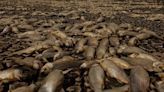 Así es la crisis que ha desencadenado la sequía en la laguna de Bustillos y Champayán en México