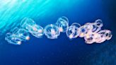 Jelly sea creature 'jet propulsion' could give robots a boost