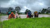 How Adivasi Villagers Saved Sahyadri Black Rice