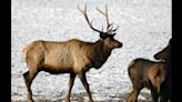 Man turns himself in for wildlife crimes prompted by ‘elk fever’