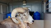 Montana man used animal tissue and testicles to breed 'giant' sheep for sale to hunting preserves