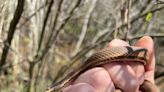 Queen Snakes Are Back, and They’re in New Jersey
