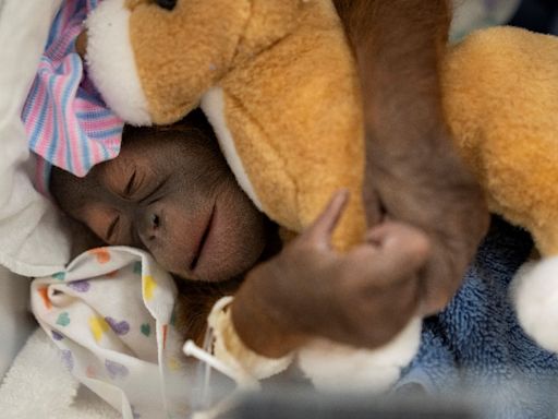 Baby orangutan at Busch Gardens named by the public