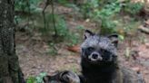 Data released by China suggests COVID-19 virus may have come from raccoon dogs and 'strengthens' Wuhan wet-market theory