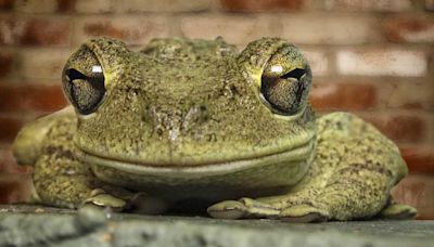 Florida rain expected to surge invasive Cuban tree frog breeding