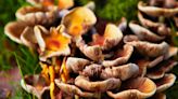 Meet the fungi fanatic dispelling myths around mushrooms