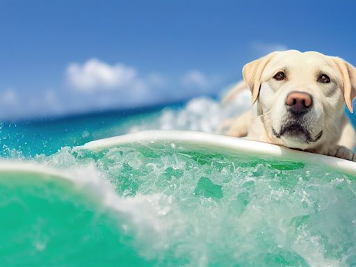 Ocean-Loving Labrador’s Incredible Surfing Skills Have Everyone Totally Impressed