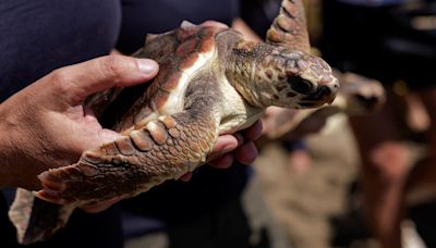 Bigger and fitter, rescued loggerhead turtles set free on beach in Spain