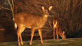 Juveniles accused in Pennsylvania deer "poaching spree"