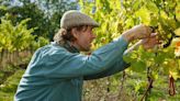 ‘Erratic weather’ affecting Essex wine production
