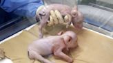 Startup Clones Three Piglets Gene-Hacked to Have Organs Transplanted Into Humans