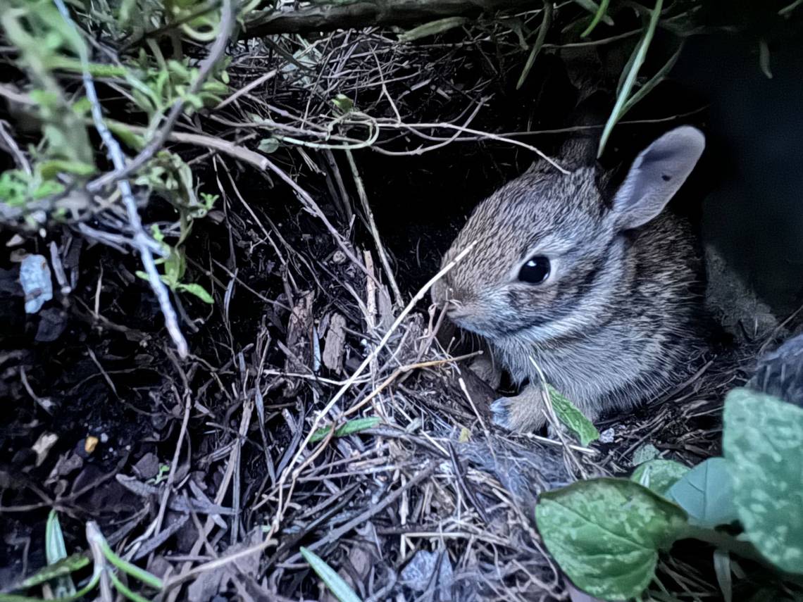 Baby animals in your backyard? What to do if you see these critters near your home