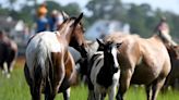 Chincoteague Pony Swim 2023 live updates: We have a new Queen Neptune!