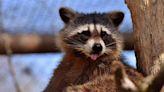 Tokyo struggling to deal with crop-destroying raccoon invasion