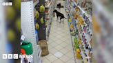 Labradors' Leintwardine supermarket bread theft seen on CCTV